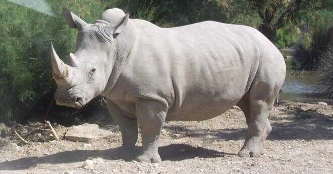 Hur mycket väger en vita noshörningar hud?