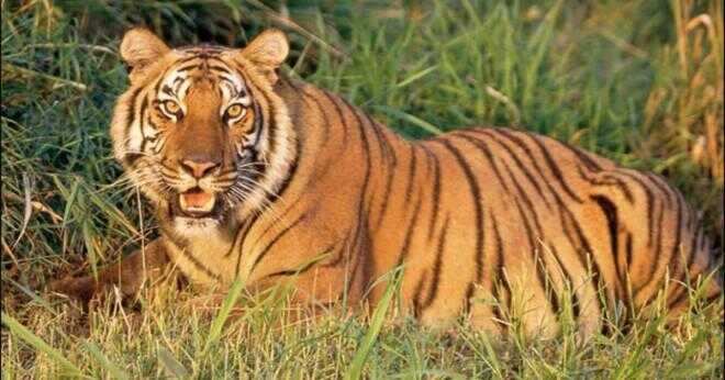 Vad är vikten av vuxen tiger?