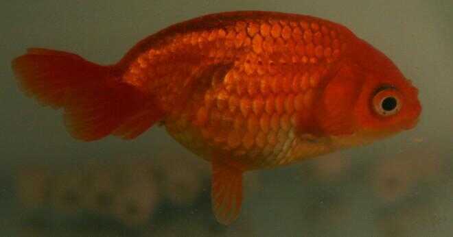 Vilken färg är en manlig guldfisk?