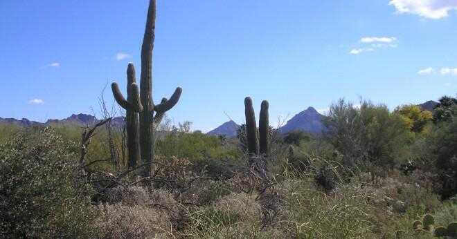 Hur överlever kaktus växter i öknen?