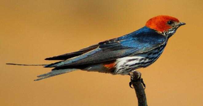 Vad är wing hastigheten av en afrikansk kolibri?