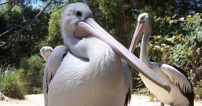 Varför har pelikaner stora munnar?