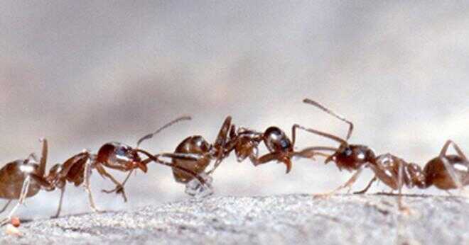 Vad hatar röda brand myror mest?