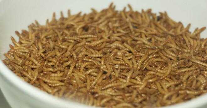 Äter mealworms havregryn?