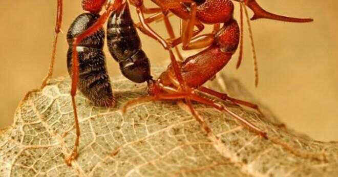 Vad äter socker myror?