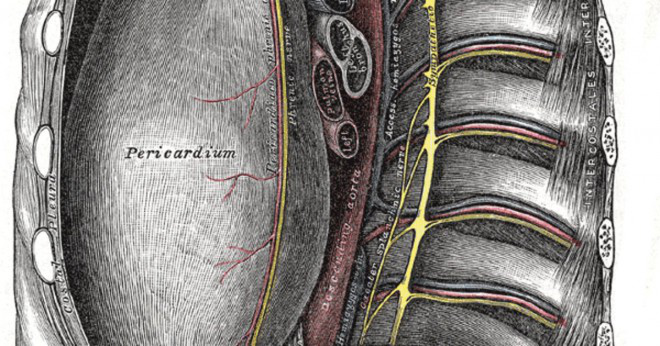 Vart är den pericardiacophrenic artären?