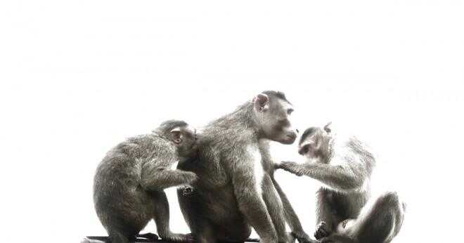 Hur apor tar hand om varandra?