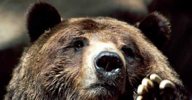 Vilka är likheterna av svartbjörn och grizzly bear?