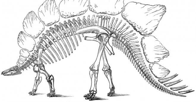 Hur många klor har en allosaurus?