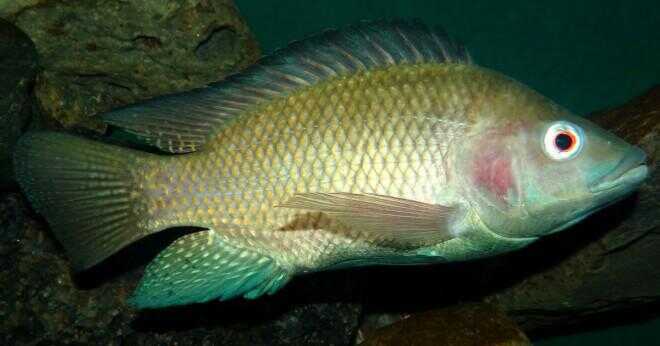 Vad är den genomsnittliga storleken på en tilapia fisk?