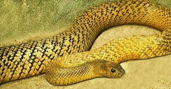 Vilken orm har mest leathel venom och giftiga venom och är den dödligaste orm av mark och vatten?