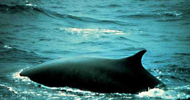 Vad kontinenten har blåvalen leva?