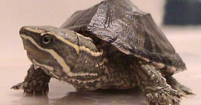 Vad kan du hålla med mysk sköldpaddorna?