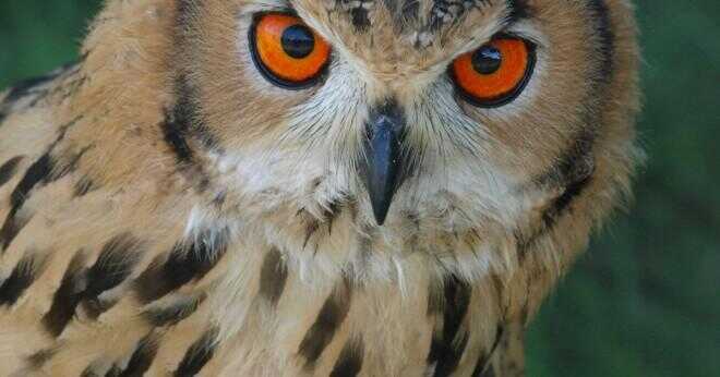 Varför är en great horned owl kallas en great horned owl?