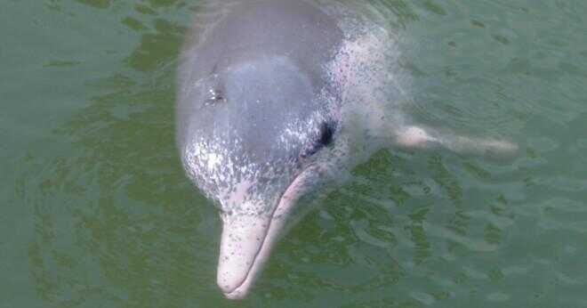 Hur länge kan delfiner bo under vatten?