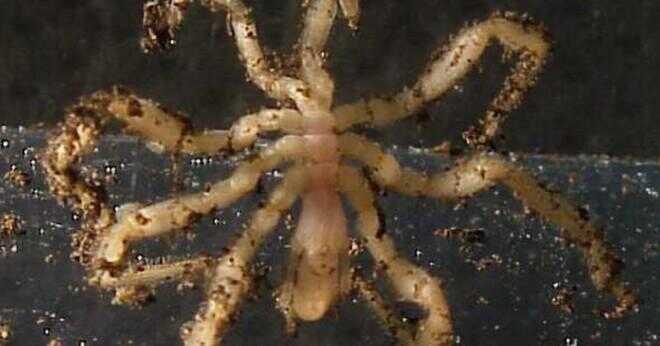 Arachnid mer lever på land eller hav?