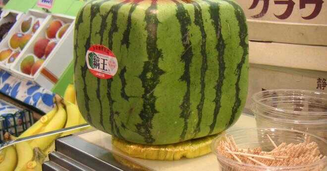 Där odlas fyrkantiga vattenmeloner?