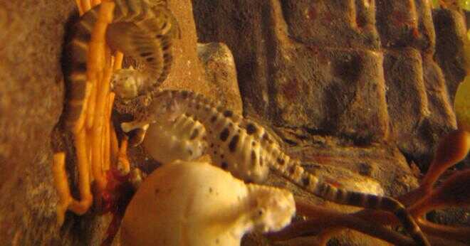 Hur stor är en baby seahorse när dess bara född?