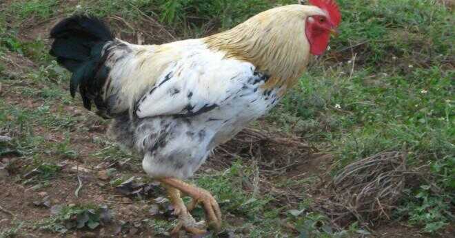 Vad är den förväntade livslängden för en Livorno kyckling?