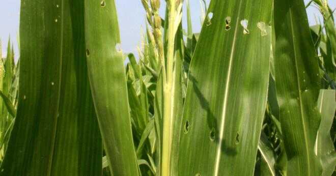 Vilken gård utrustning behöver du att odla majs?