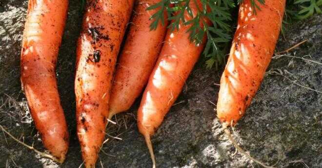 Är morötter giftiga för kaniner?