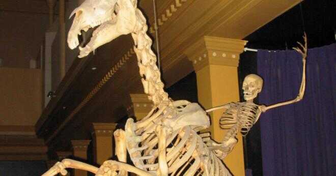 Varför har vissa däggdjur inre skelett?
