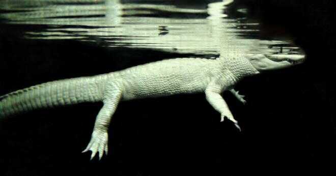 Vilken kropp symmetri har alligatorer?