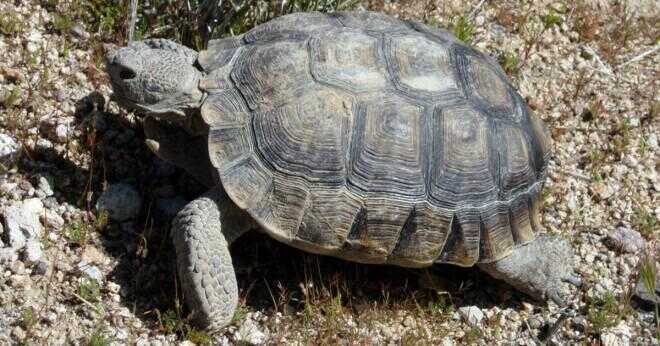 Hur länge lever öken sköldpaddor?