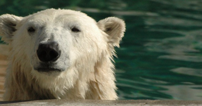Hur får isbjörnar syre i blodet?