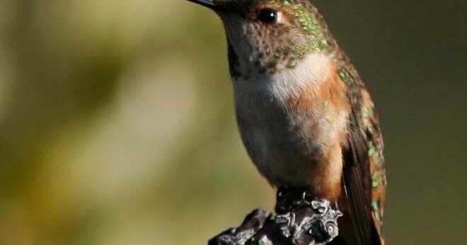 Hur skiljer sig kvinnliga kolibrier från manliga kolibrier?