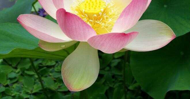 Vad är botaniska namn lotus?