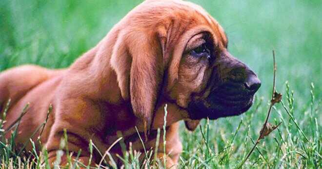 Hur gjorde bloodhound har fått sitt namn?