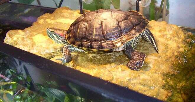 Hur vet man om en sköldpadda är gravid?