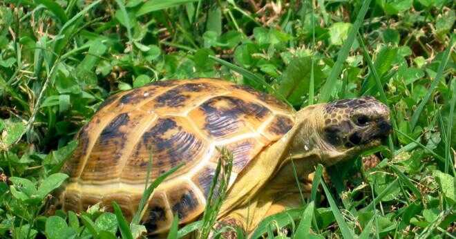Vad sköldpaddan är kompatibel med öken sköldpaddan?