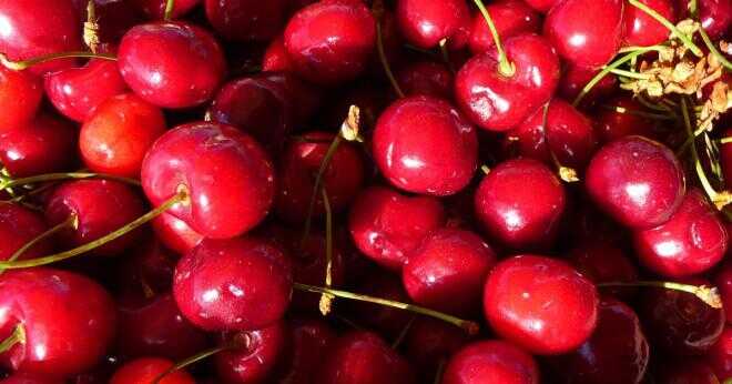 Kommer en dvärg bing cherry tree cross pollinera med en regelbunden bing cherry tree?