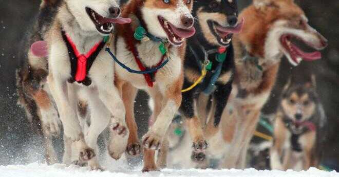 Kan du ange greyhound racing med bara en hund?