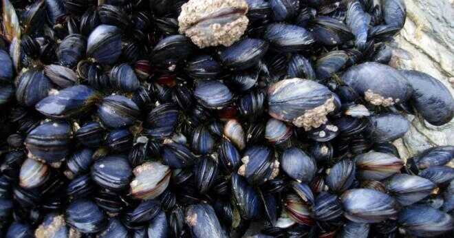 Vad är musslor anpassningar att överleva?
