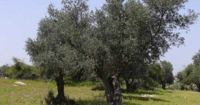 Hur lång tid tar det för ett träd att producera oliver?