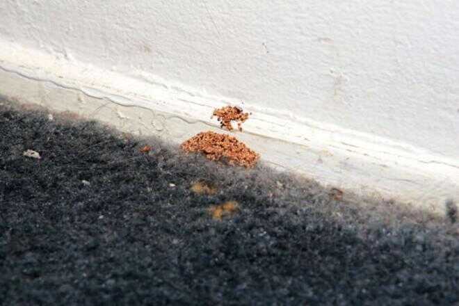 Insekt Guide: Vad göra termiter se ut?