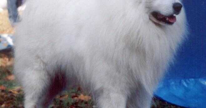 Vilken typ av hund släde hund är vit och har en lockig svans?
