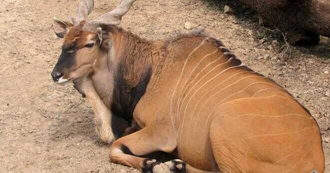Hur stor är den största kudu tjur på posten?