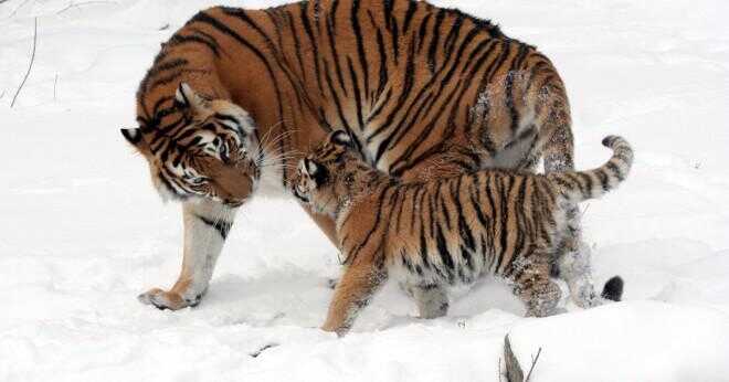Hur stor är en sibiriska tigrar tass?