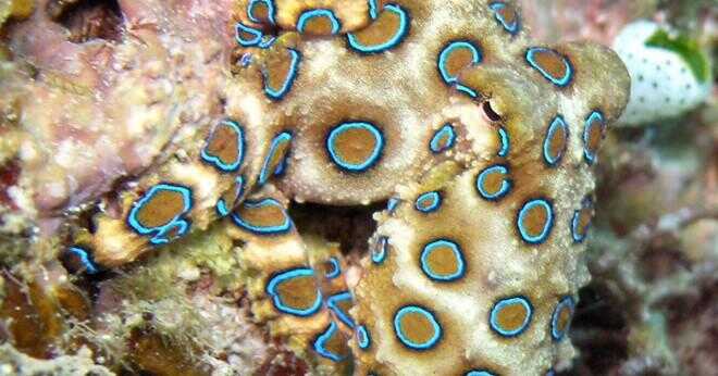 Varför har den blå-ringade octopus blå ringar?