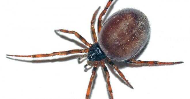 Hur skyddar sig brun enstöring spindel?