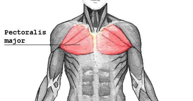 Vilka muskler som används under armbrytning?