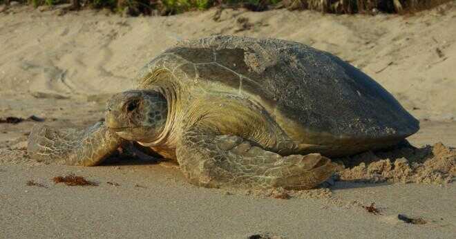 Varför är havslädersköldpaddor hotade?