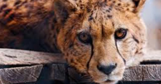 Är en kung cheetah snabbare än en gepard?