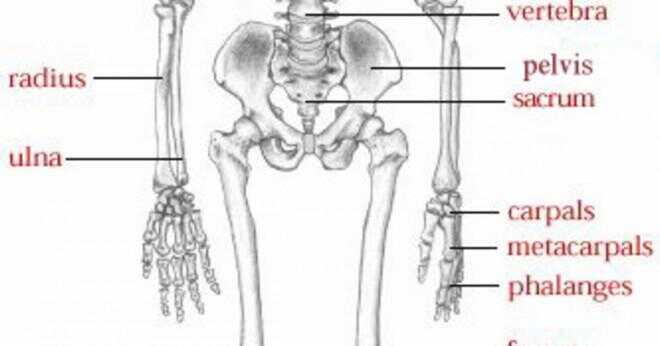 Där finns röda benmärgen i vuxna skelettet?