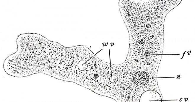 Varför anses amoeba en organism?