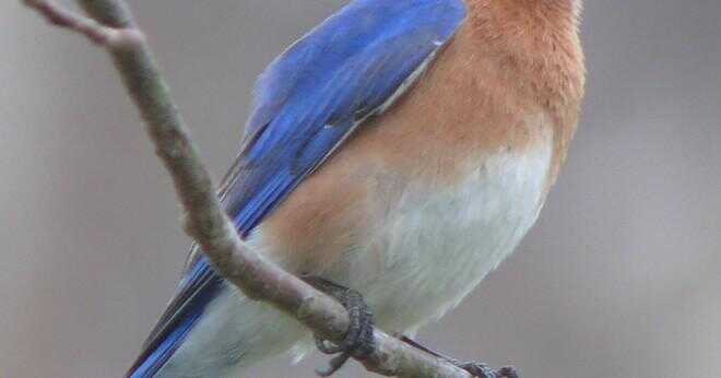 Hur många ägg lägger en östra bluebird?